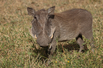 Warzenschwein / Warthog / Phacochoerus africanus