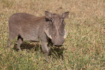 Warzenschwein / Warthog / Phacochoerus africanus