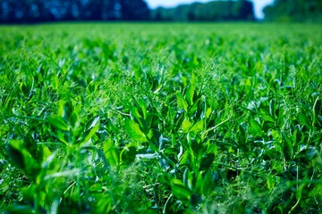 green pea field