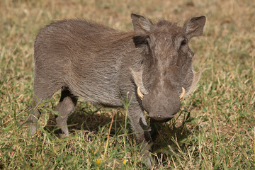 Warzenschwein / Warthog / Phacochoerus africanus