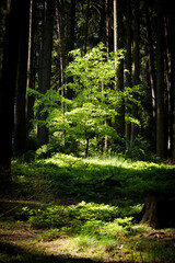Sunlight filters through the forest, illuminating the natural landscape