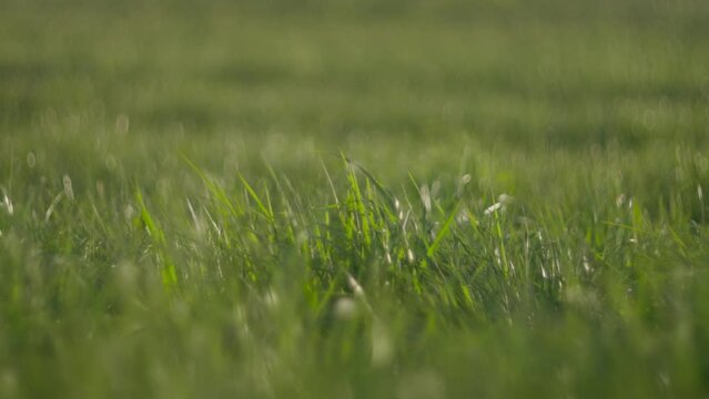 A close up of a field of grass with the microstock plus logo in the foreground