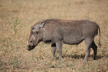 Warzenschwein / Warthog / Phacochoerus africanus