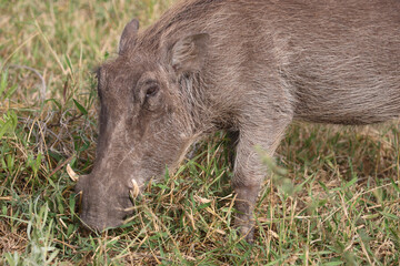 Warzenschwein / Warthog / Phacochoerus africanus