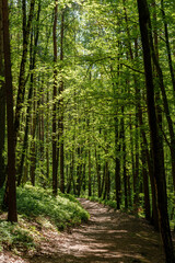 A winding dirt path through a lush forest landscape