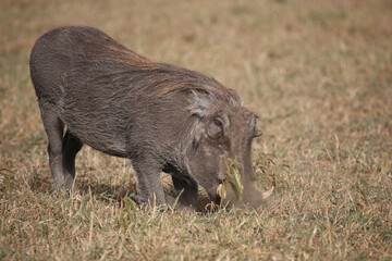 Warzenschwein / Warthog / Phacochoerus africanus