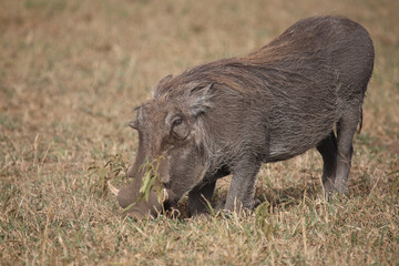 Warzenschwein / Warthog / Phacochoerus africanus