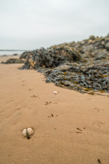 Terschelling island in the Wadden Sea - Holland or the Netherlands