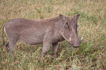 Warzenschwein / Warthog / Phacochoerus africanus