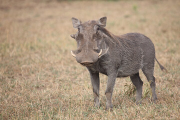Warzenschwein / Warthog / Phacochoerus africanus