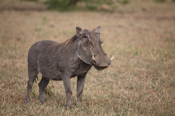 Warzenschwein / Warthog / Phacochoerus africanus