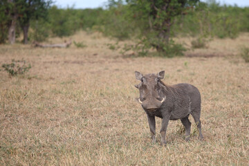 Warzenschwein / Warthog / Phacochoerus africanus