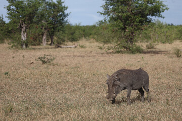 Warzenschwein / Warthog / Phacochoerus africanus