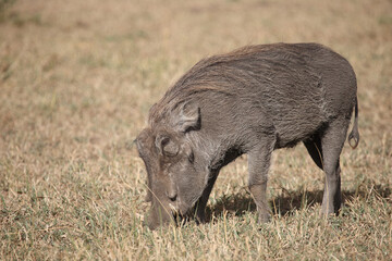 Warzenschwein / Warthog / Phacochoerus africanus