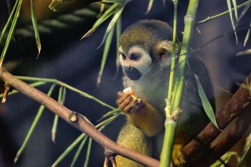 Squirrel Monkey eating close up, Saimiri monkey in a desert zoo, front view