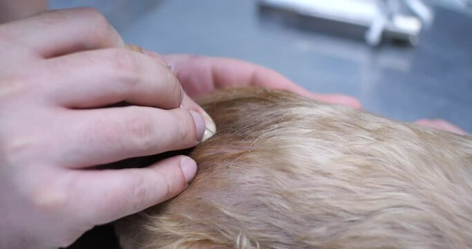 A veterinary anesthesiologist administers spinal anesthesia to a dog before surgery. A veterinarian gives an epidural to a dog before surgery on his limbs. Spinal anesthesia concept.