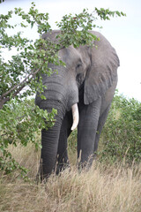 Afrikanischer Elefant / African elephant / Loxodonta africana