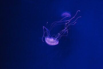 underwater photos of jellyfish chrysaora quinquecirrha jellyfish the atlantic sea nettle