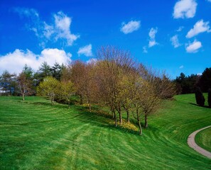 Trees, April, Spring, Ireland