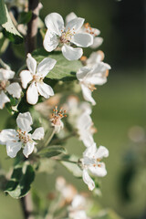 apple tree blossom