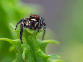 Saphrys Rusticana is a genus of spiders in the family Salticidae