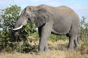 Fototapeta premium Afrikanischer Elefant / African elephant / Loxodonta africana