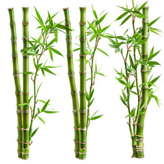 Obraz premium Bamboo collage images. Isolated On Transparent Background