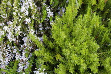Rosemary plant, Fresh herb in the garden