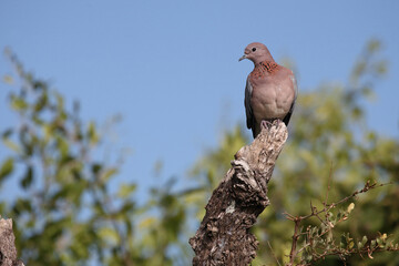 Palmtaube oder Senegaltaube / Laughing dove or Little brown dove / Stigmatopelia senegalensis uel Spilopelia senegalensis