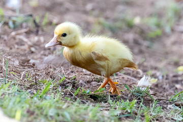 The baby Muscovy duck also knows Pato-do-mato. Species Cairina moschata. Baby duck native to the Americas. Wild animals. Animal world.