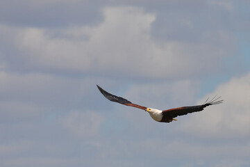 Afrikanischer Schreiseeadler / African fish-eagle / Haliaeetus vocifer..