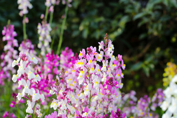 Linaria flower in the garden