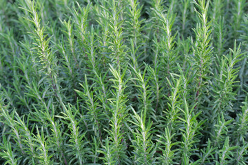Rosemary plant, Fresh herb in the garden