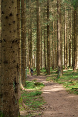 Individual moving through a woodland area surrounded by plant life and trees