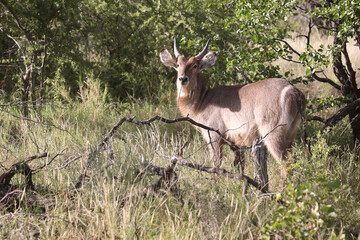 Wasserbock / Waterbuck / Kobus ellipsiprymnus..
