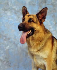 German Shepherd