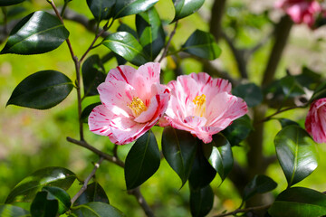 Beautiful camellia flower on tree. The Expo 70 Commemorative Park, Osaka, Japan