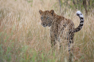 Leopard / Leopard / Panthera pardus.