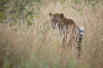 Leopard / Leopard / Panthera pardus.