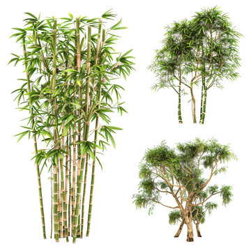 Bamboo collage images. Isolated On Transparent Background