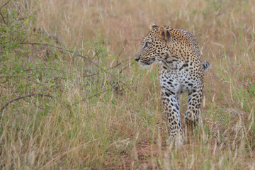 Leopard / Leopard / Panthera pardus.
