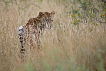 Leopard / Leopard / Panthera pardus.