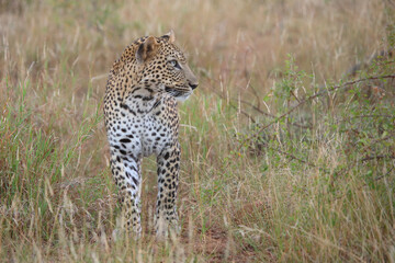 Leopard / Leopard / Panthera pardus.