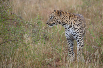 Leopard / Leopard / Panthera pardus.