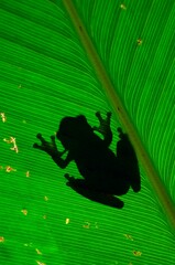 Tree Frog Silhouette On Leaf