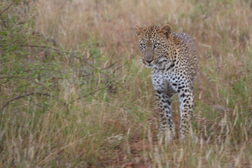 Leopard / Leopard / Panthera pardus.