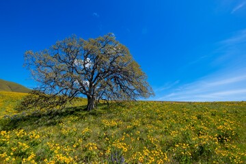 Arnica Balsamroot wildflowers and oak tree on hills in Columbia River Gorge.  Washington State. USA