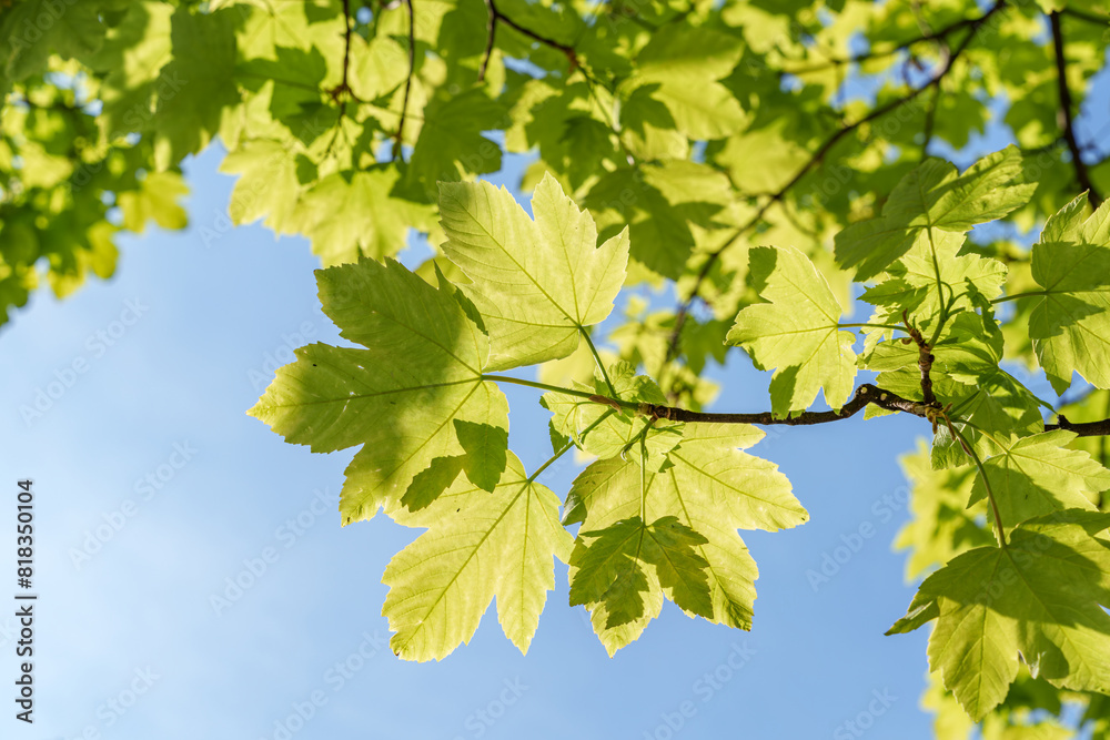Wall mural a closeup view of a green leaf on a tree branch in sunlight