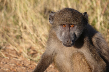 Bärenpavian / Chacma baboon / Papio ursinus