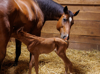 mare and new foal